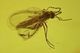 Fossil Fly Swarm (Diptera) In Baltic Amber #234486-1